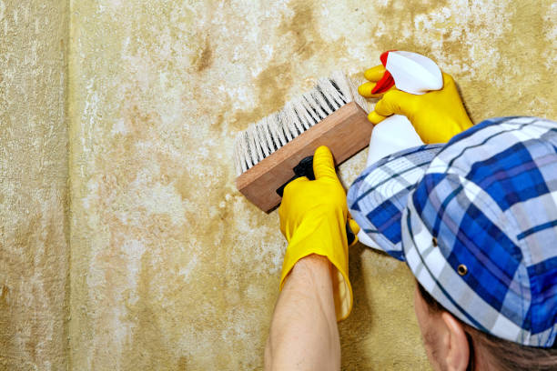 Reliable Dupont, WA Mold Removal Solutions